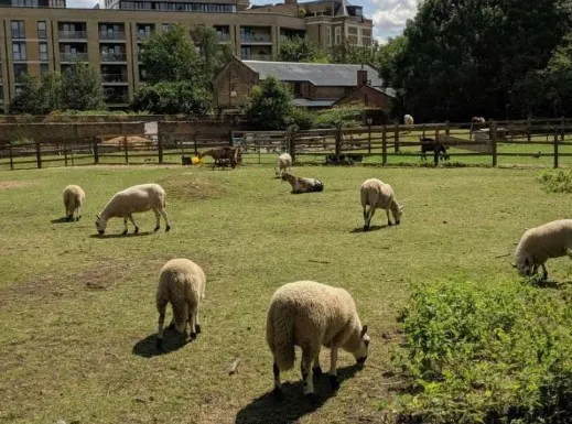도시 속의 농촌, 런던의 '해크니 시티팜'이 우리에게 던지는 질문