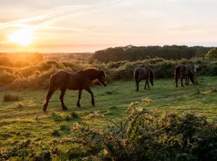 인간중심에서 생명중심으로, 재야생화(rewilding) 패러다임